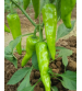 Chilli / Hot Pepper F1 Winner 30 grams